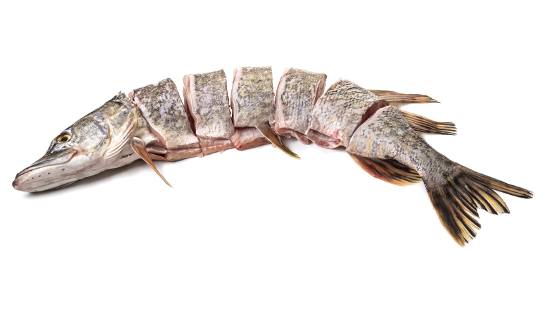 fisch fisch